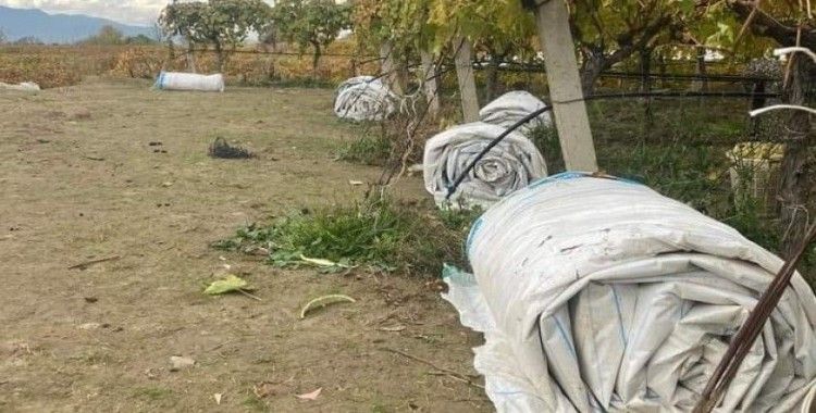 Hasadı biten bağların örtüleri toplanmaya başladı