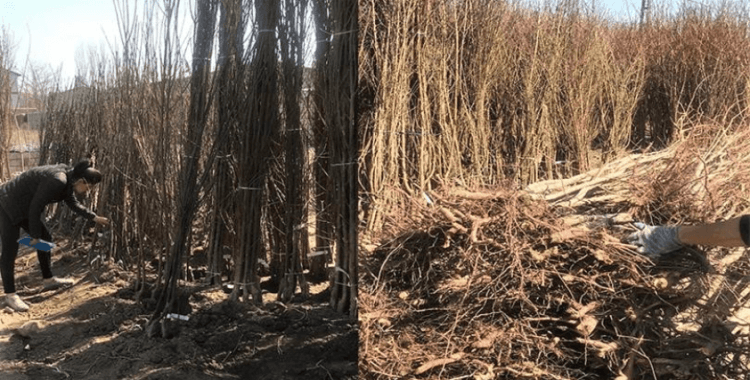 Iğdır'da açıkta ve araç üzerinde fidan satışı yasaklandı