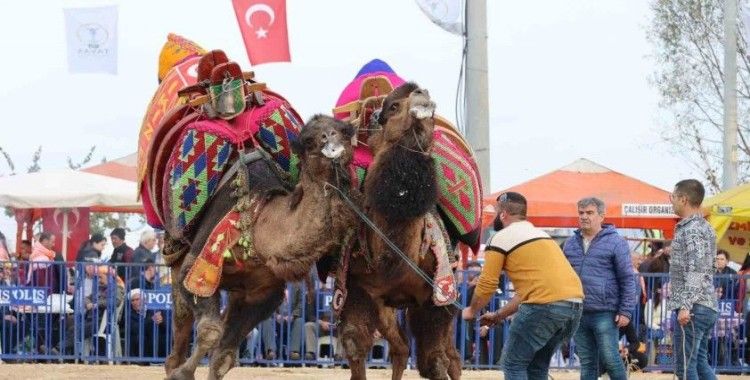Şampiyon develer kozlarını Tavas arenasında paylaştı
