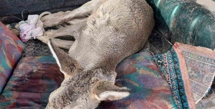 Sokak köpekleri tarafından saldırıya uğrayan karaca tedavi altında
