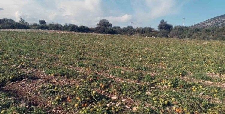 Dolu yağışı domates tarlasında zarara neden oldu
