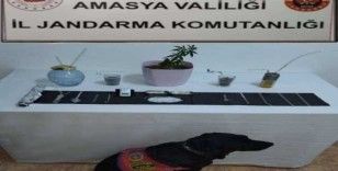 Suluova’da uyuşturucu operasyonu: 1 gözaltı
