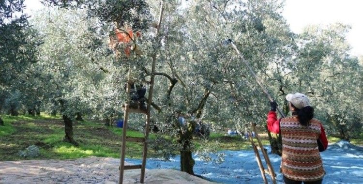 Marmarabirlik’ten ortaklarına 332 milyon liralık ödeme
