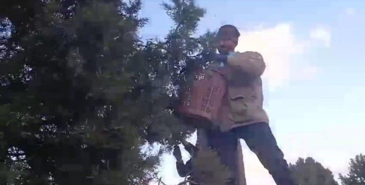 Köylülerin yeni ek gelir kapısı, ardıç tohumu
