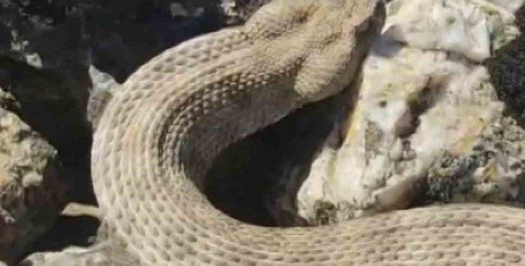 Dünyanın en zehirli yılanını kedi sever gibi sevdi