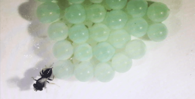 TAGEM, tarımda arz güvenliğini sağlamak için AR-GE çalışmalarına odaklandı