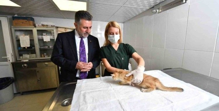 Bayraklı’da son 4,5 yılda 20 bin sokak hayvanına sağlık hizmeti
