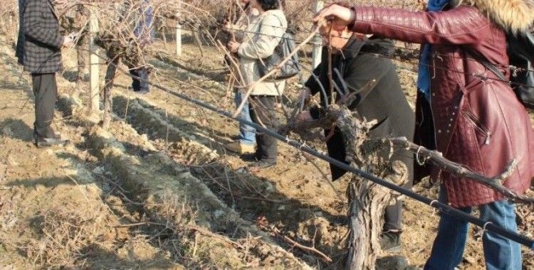 Uzmanlardan bağcılara budama uyarısı
