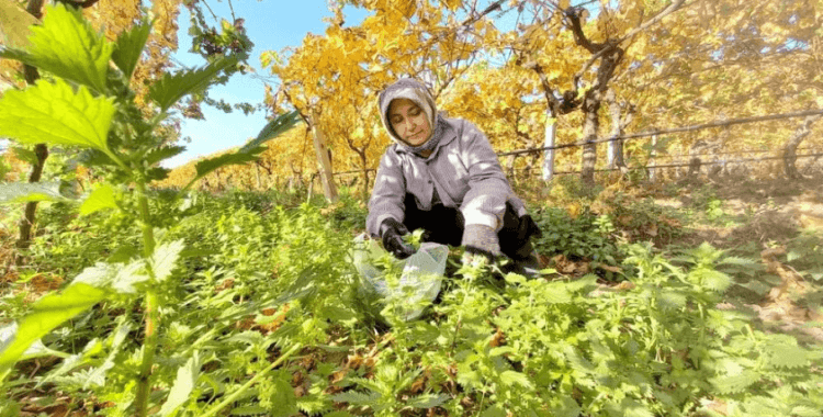 Bağlar sarardı ısırgan otları yeşillendi