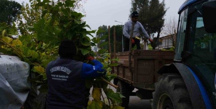 Budanan ağaçlar ihtiyaç sahiplerine yakacak olacak
