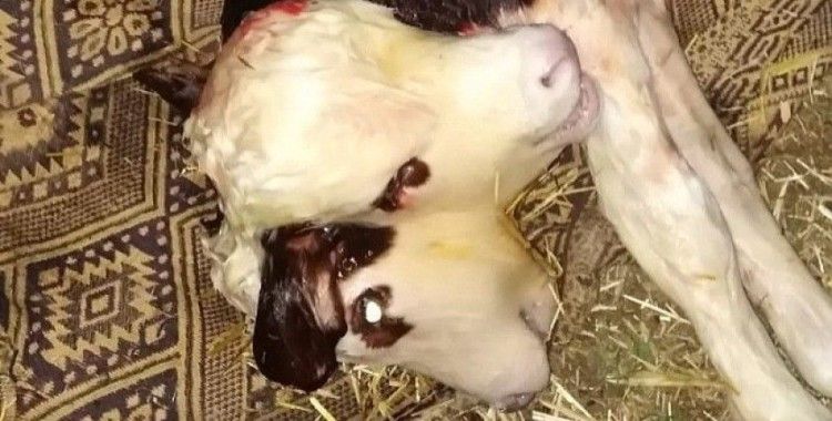 Tokat’ta çift başlı buzağı doğdu
