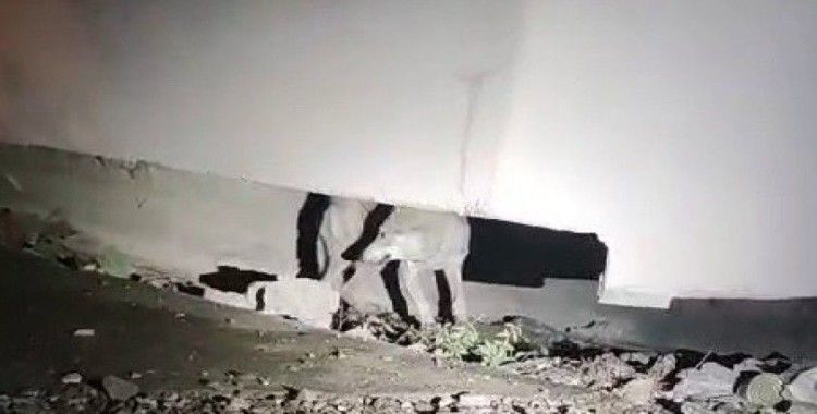 Kent merkezine kurt indi
