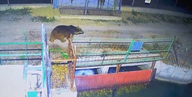 Özlenen kış gelmedi, ayılar kış uykusuna yatmadı
