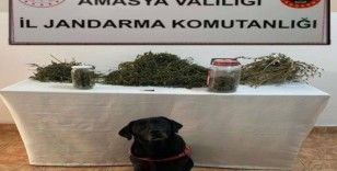 Amasya'da uyuşturucu operasyonu: 2 gözaltı