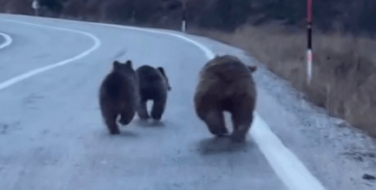 Sivas'ta anne ayı ve yavruları yola kadar indi