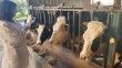 Çanakkale’de 205 bin büyükbaş hayvan şap hastalığına karşı aşılanacak

