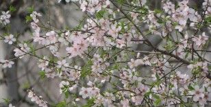 Sinop’ta şubat ayında şeftali ağacı çiçek açtı
