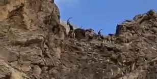 Elazığ’da dağ keçileri sürü halinde görüntülendi
