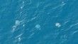 Dev denizanalarının sürü halindeki geçişleri dron ile görüntülendi
