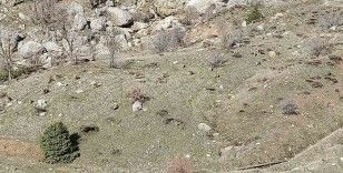 Sincik’te dağ keçileri sürü halinde görüldü
