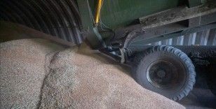 Ukrayna, 160 ton buğdayını yere döken çiftçiler nedeniyle Polonya'dan açıklama istedi