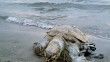Akyaka sahiline ölü Deniz Kaplumbağası vurdu