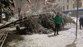 Van’da aşırı kar yağışına dayanamayan ağaç yola devrildi

