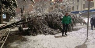 Van’da aşırı kar yağışına dayanamayan ağaç yola devrildi
