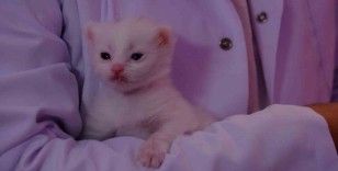 Bu yılın ilk yavru Van kedileri dünyaya geldi
