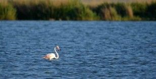 Doğa harikası Akgöl flamingoları ağırlıyor
