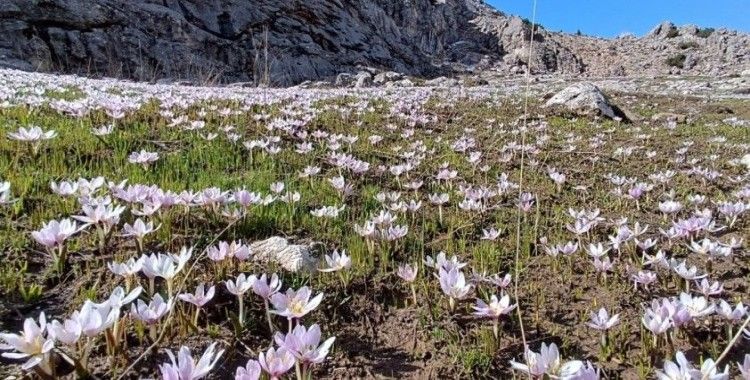 Kahramanmaraş’ta kardelenler görsel şölen oluşturuyor