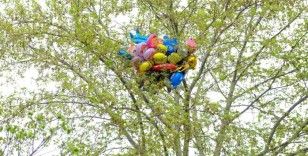 Satıcının elinden kaçırdığı uçan balonlar ağaca takılı kaldı
