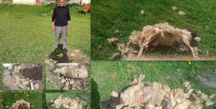 Erzincan’da başıboş köpeklerin saldırdığı 7 koyun telef oldu
