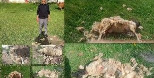 Erzincan’da başıboş köpeklerin saldırdığı 7 koyun telef oldu

