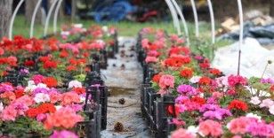 ESTÜ serasında yetiştirilen 20 bin çiçek kampüsü süslemeye başladı
