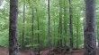 Samsun’a 102 milyon TL’lik orman yatırımı
