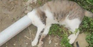 Samandağ'da boruya sıkışan kedi kurtarıldı
