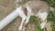 Samandağ’da boruya sıkışan kedi kurtarıldı
