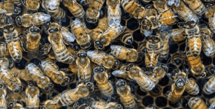 ABD'de ailesine 'canavar gördüğünü' söyleyen küçük kızın odasından 60 binden fazla arı çıktı