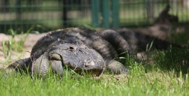 (Özel) Bursa Hayvanat Bahçesi’nin yeni üyesi Bursaspor’un maskotu oldu
