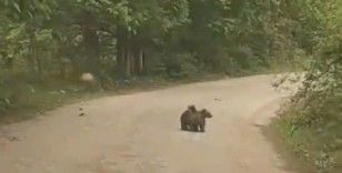 Annelerini kaybeden minik ayıların imdadına köylüler yetişti
