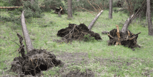 Sivas'ta etkili olan hortum çam ağaçlarını kökünden söktü