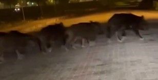 Zonguldak’ta aç kalan domuz sürüsü ilçe merkezine indi
