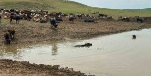 Diyarbakır’da hayvanların içme suyunun karşılandığı göletler onarılıyor
