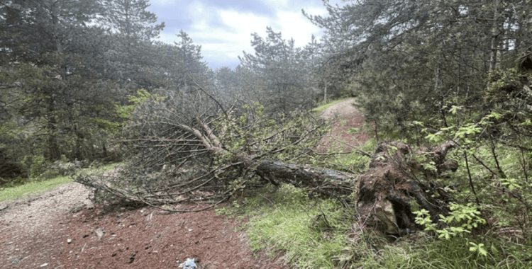 Bolu'da kış aylarında fırtınada devrilen ve kırılan çam ağaçları kaldırılıyor