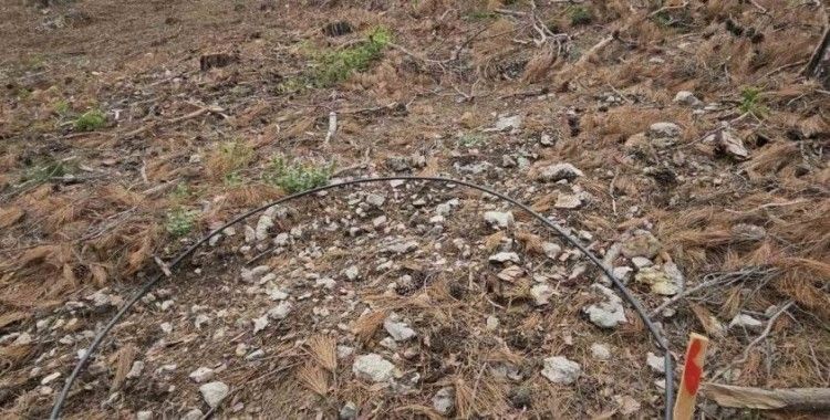 Mersin ormanlarında fidan sayım programı başladı