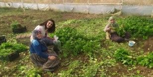 Eskişehir’de sağlıklı tarımsal üretim çalışmaları devam ediyor

