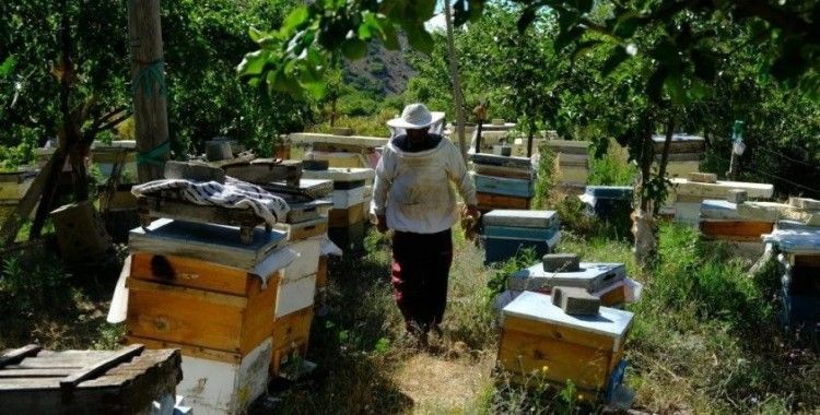 Bal arılarının yayla yolculuğu başladı