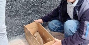 Beyşehir’de bitkin vaziyette bulunan tilki yavrusu koruma altına alındı
