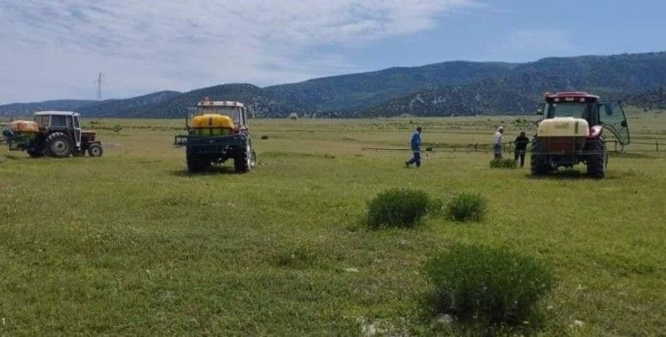 Amasya’da çekirge popülasyonu artan Kertme köyünün merasında ilaçlama yapıldı